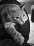 Tumbles contemplates the meaning of life