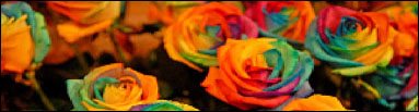 Rainbow Roses
