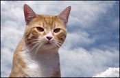 Ask the Floating Cat