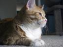 Cheetoe, watching the birds