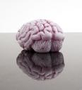 Squishy Brain Toy