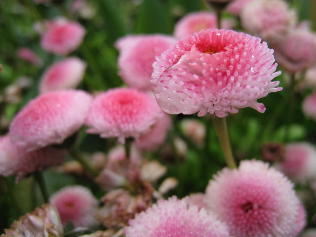 Flowers at Butchart Gardens - Taken by Andrew