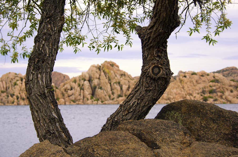 Through the Tree, Prescott, May 2005 Through the Tree, Prescott, May 2005