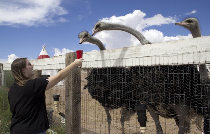 Feeding the Ostrich, Northern Arizona, August 2005 Feeding the Ostrich, Northern Arizona, August 2005