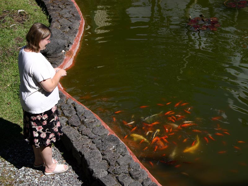 Feeding the Koi, Hawaii, September 2004 Feeding the Koi, Hawaii, September 2004