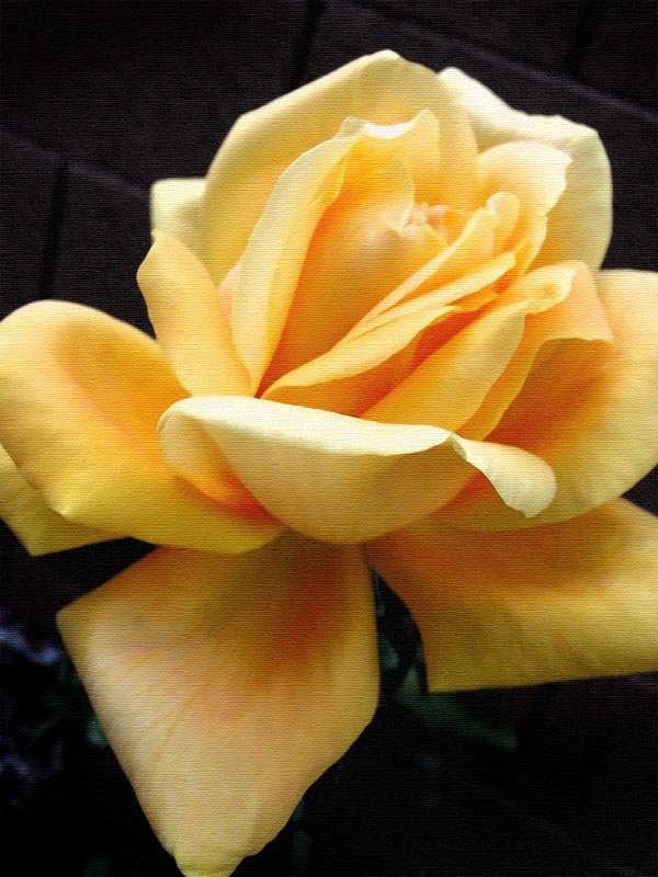 Climbing Peace Rose Climbing Peace Rose