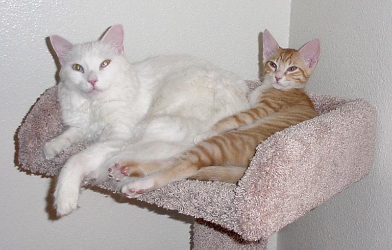 Olly and Baby Cheetoe Olly and Baby Cheetoe