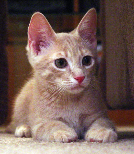 Tumbleweed on his first day home (6/2/2003) Tumbleweed on his first day home (6/2/2003)