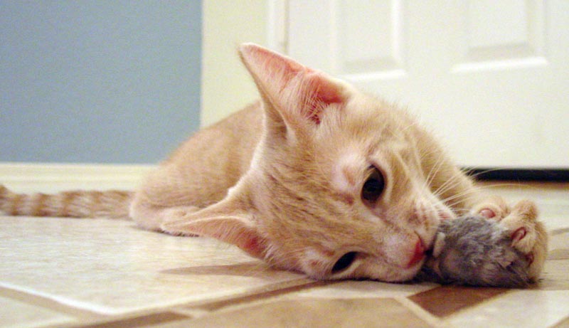 Tumbleweed on his first day home (6/2/2003) Tumbleweed on his first day home (6/2/2003)