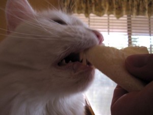 Olly eating a Corn Tortilla Olly eating a Corn Tortilla