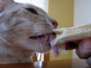 Tumbles eating a Corn Tortilla Tumbles eating a Corn Tortilla