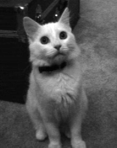 Olly as a kitten Olly as a kitten