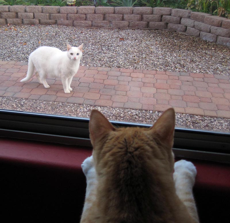 Cheetoe Watches the Neighbor's Cat Cheetoe Watches the Neighbor's Cat