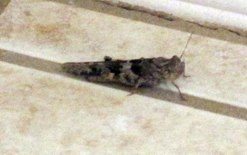 Mr. Locust Mr. Locust