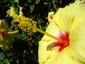 The Hibiscus Andrew was shooting (2004)