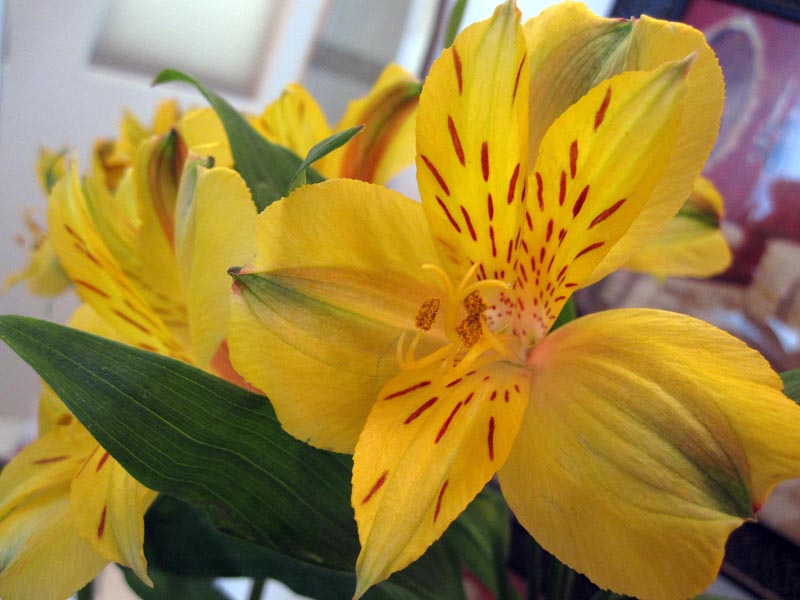 Flowers from Andrew Flowers from Andrew