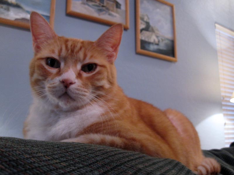 Cheetoe hanging out on the couch