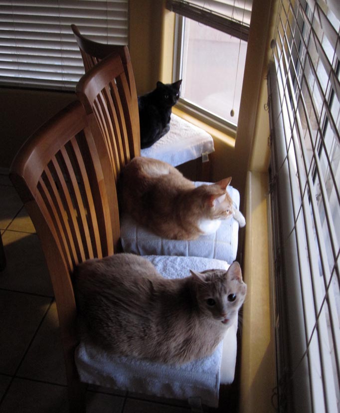 All Three Kitties - Tumbleweed, Cheetoe & Lucky (May 3, 2012)