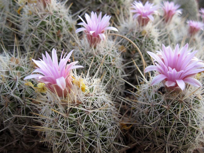 Cactus Flowers at the Desert Botanical Gardens (May 8, 2012)