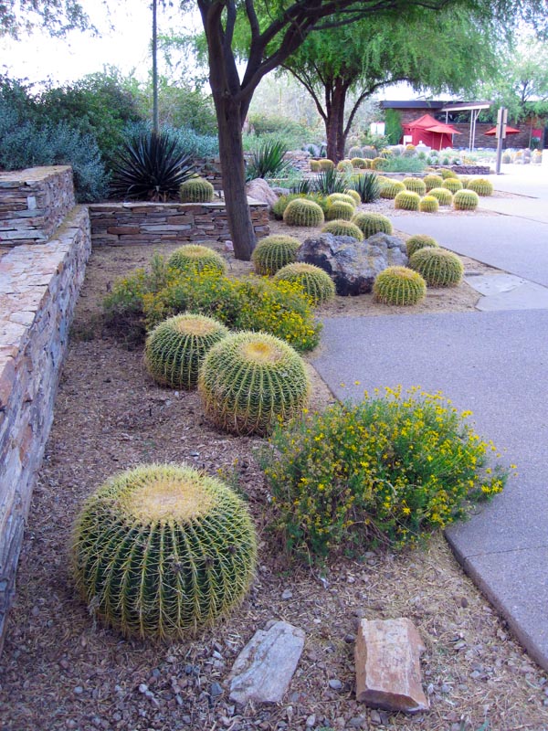 Cactus at the Desert Botanical Gardens (May 8, 2012)