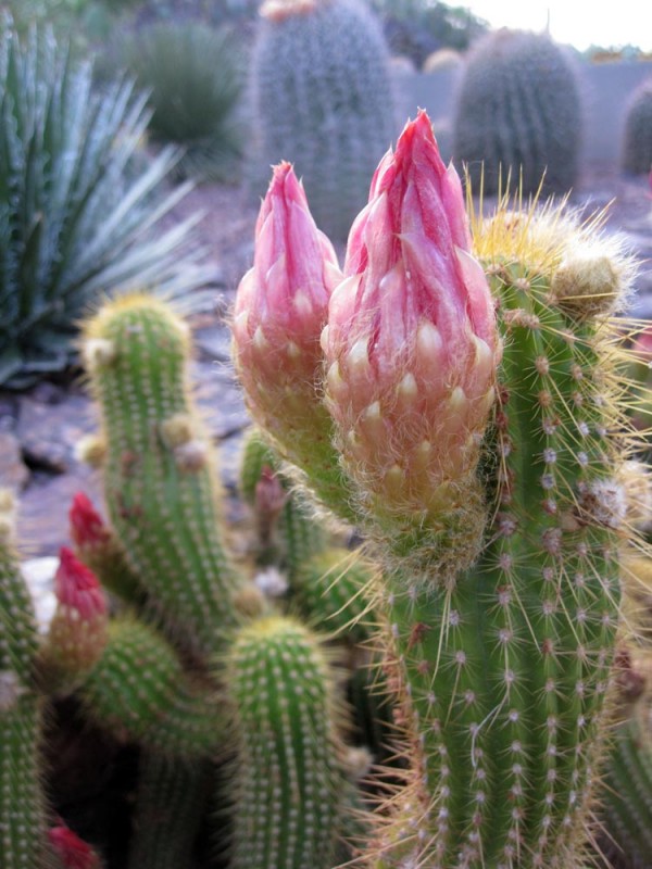 Cactus Flowers at the Desert Botanical Gardens (May 8, 2012)