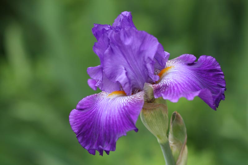Jessica Rose Iris (March 25, 2012)