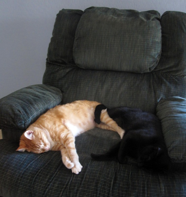 Synchronized Napping - Cheetoe & Lucky (April 28, 2012)