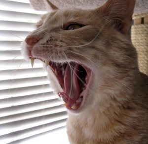 Tumbles, the noisemaker Tumbles, the noisemaker